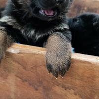 Cuccioli Pastore Tedesco