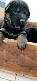 Cuccioli Pastore Tedesco