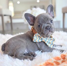 BOULEDOGUE FRANCESE - BULLDOG blu cuccioli
