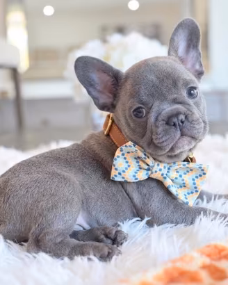 BOULEDOGUE FRANCESE - BULLDOG blu cuccioli