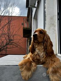 Cocker da monta