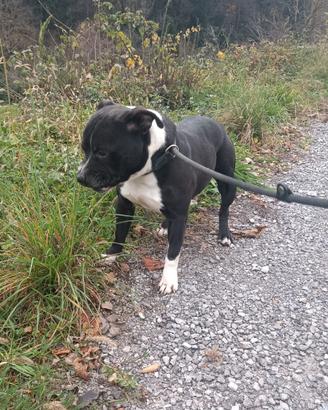 Staffordshire Bull Terrier Staffy adozione gratuit