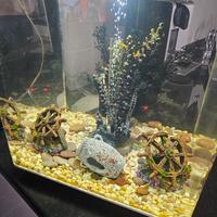 biOrb cubo 60 litri  con arredi originali. 