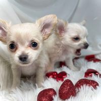 Cuccioli mini Toy da borsetta
