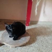 Gattine incrocio