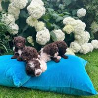 Lagotto romagnolo cucciolata