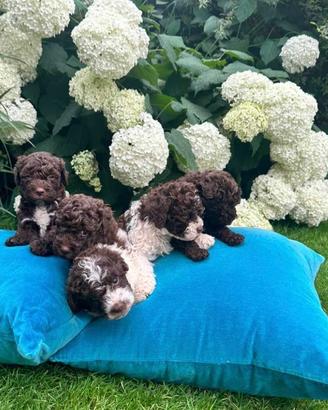Lagotto romagnolo cucciolata