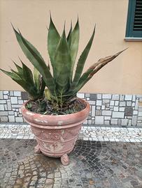 Agave americana 