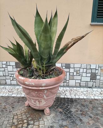 Agave americana 