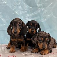 Cucciolo di Bassotto Arlecchino Kaninchen