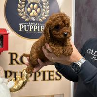 Barboncini Toy Red intenso maschio e femmina