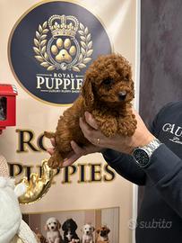 Barboncini Toy Red intenso maschio e femmina