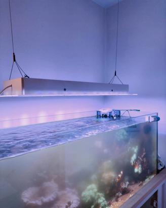 acquario marino 