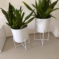 Vasi westwing bianchi