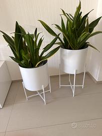 Vasi westwing bianchi