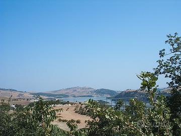 Terreno con 250 piante di ulivo a Guardialfiera