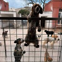 Salvami breton che chiede solo amore