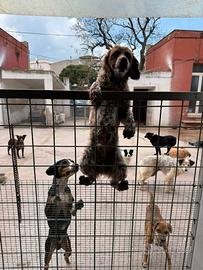 Salvami breton che chiede solo amore