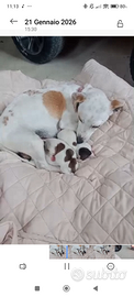 Jack Russell cuccioli