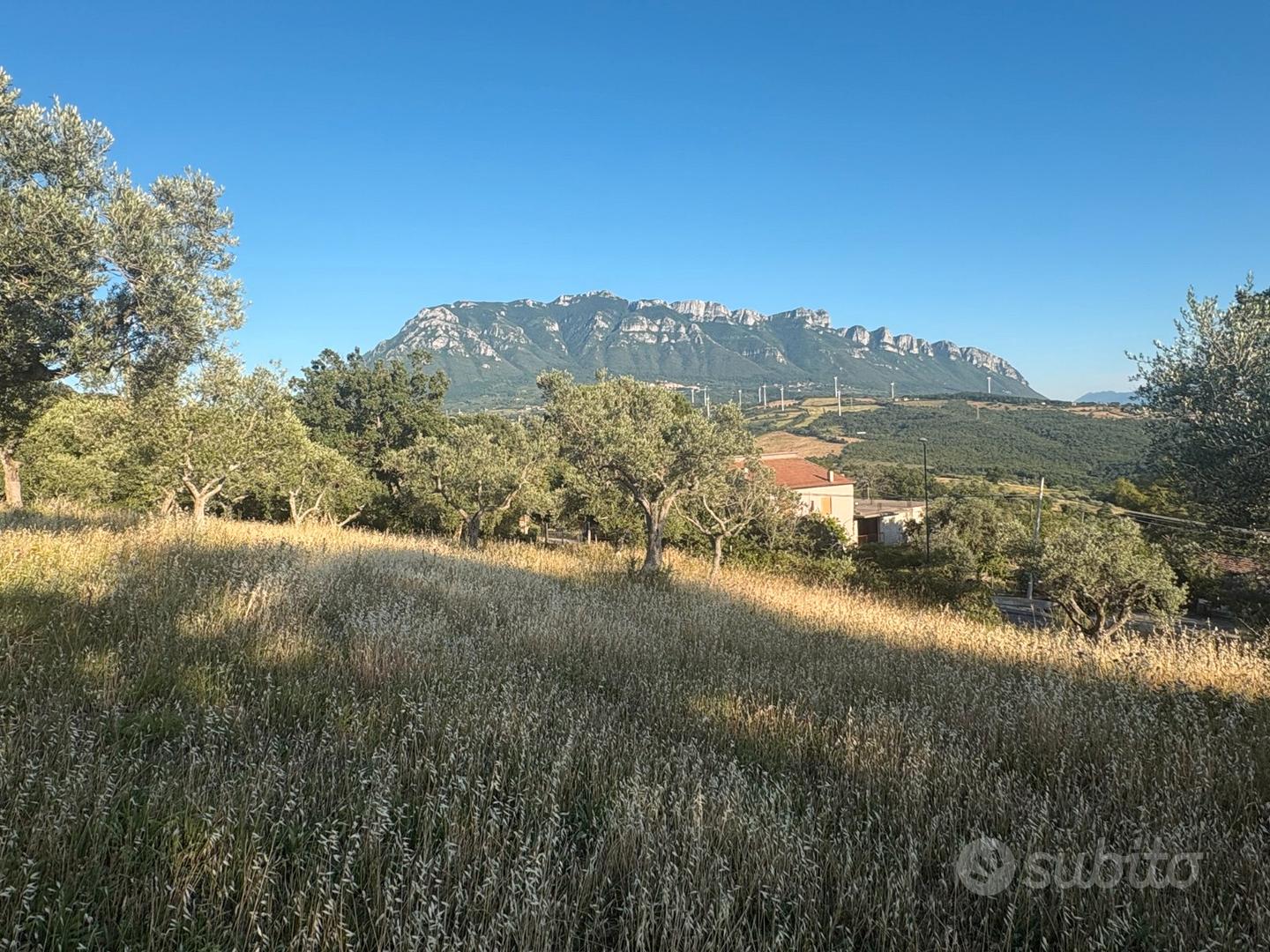 Terreno Agricolo 6200mq con 64 piante di olivo - Vista 3