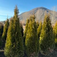 Tuja smaragd pianta da siepe h.150