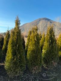 Tuja smaragd pianta da siepe h.150