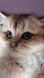 British longhair