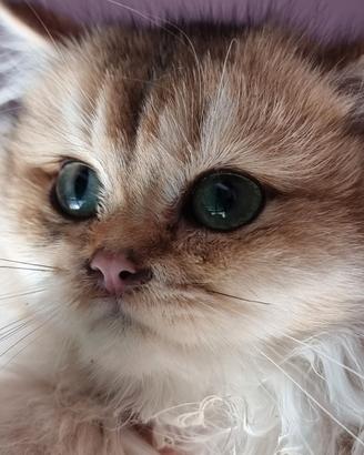 British longhair