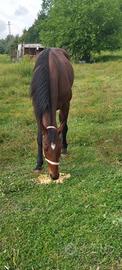 Cavallo