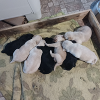 Cuccioli Labrador neri e miele