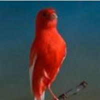 Canarino maschio 2025