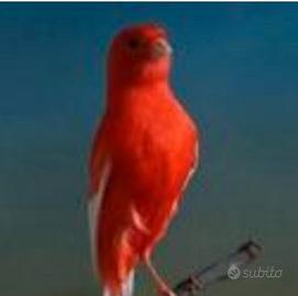 Canarino maschio 2025