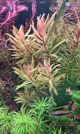 nesaea pedicellata golden