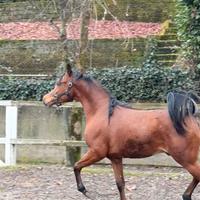 Cavallo purosangue arabo
