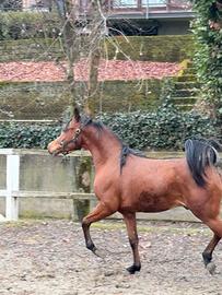 Cavallo purosangue arabo