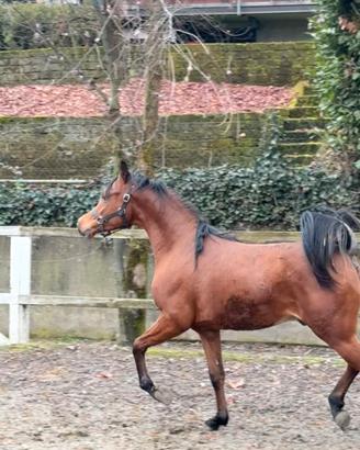 Cavallo purosangue arabo