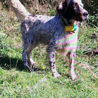 Cuccioli setter