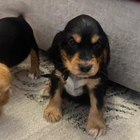 Cuccioli di cocker spaniel con Pedigree Enci