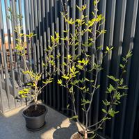 Magnolia giapponese "Magnolia soulangeana"