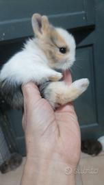 Beby conigli ariete e testa d leone