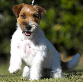 Jack Russelll Maschio Ruvido 9 Mesi