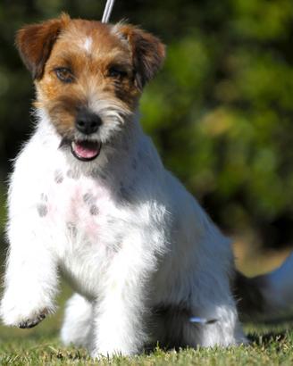 Jack Russelll Maschio Ruvido 9 Mesi