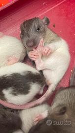 Cuccioli ratto domestico