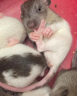 Cuccioli ratto domestico