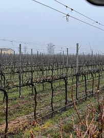 Terreno Agricolo Reggio Emilia Rolo
