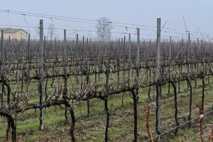 Terreno Agricolo Reggio Emilia Rolo