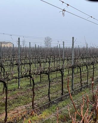Terreno Agricolo Reggio Emilia Rolo
