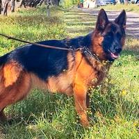 Cuccioli di pastore tedesco