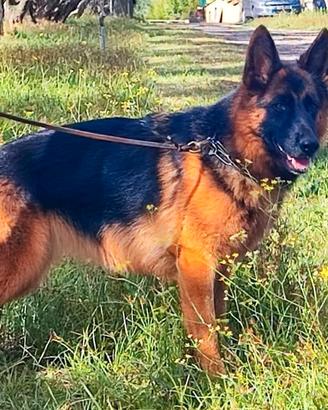 Cuccioli di pastore tedesco