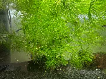 Pianta acquario